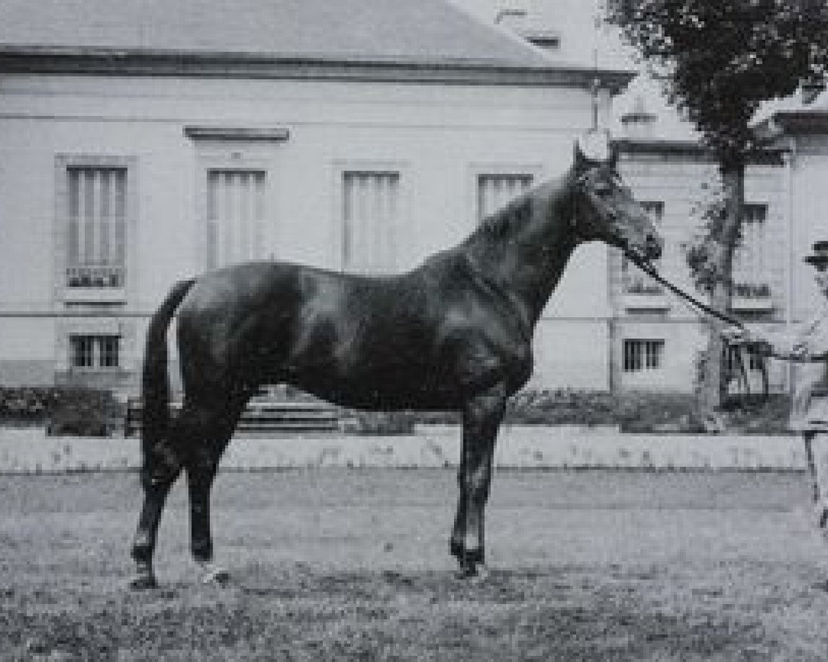 Deckhengst Flor II AA (Anglo-Araber, 1959, von Teheran AA)