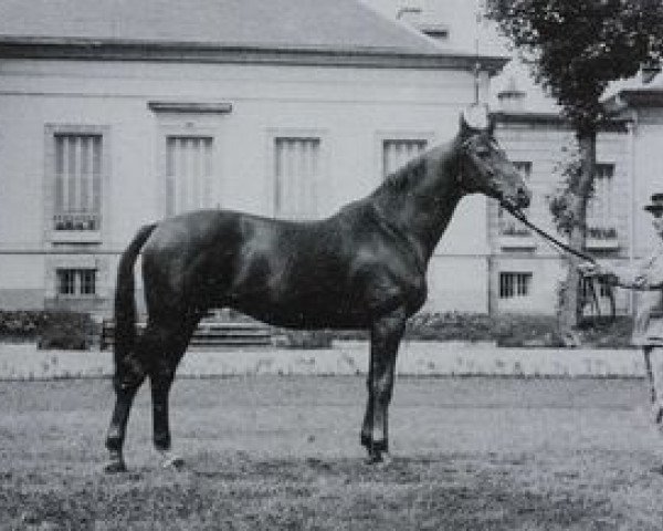 stallion Flor II AA (Anglo-Arabs, 1959, from Teheran AA)