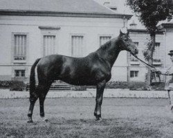 Deckhengst Flor II AA (Anglo-Araber, 1959, von Teheran AA)