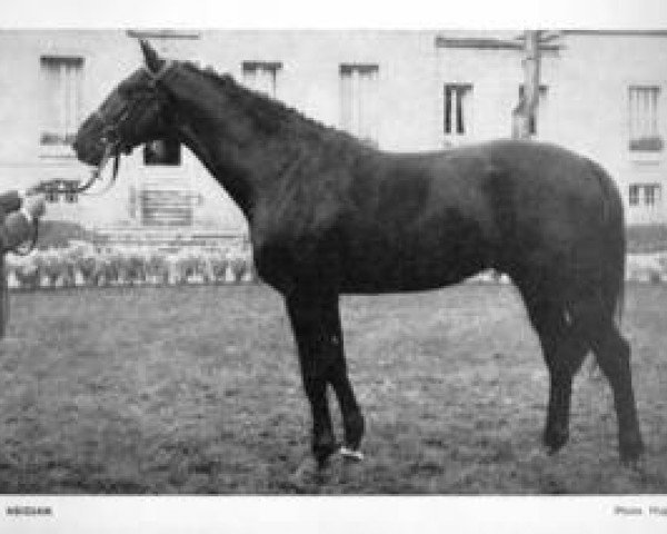 stallion Abidjan AA (Anglo-Arabs, 1965, from Flor II AA)