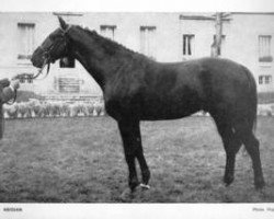 stallion Abidjan AA (Anglo-Arabs, 1965, from Flor II AA)