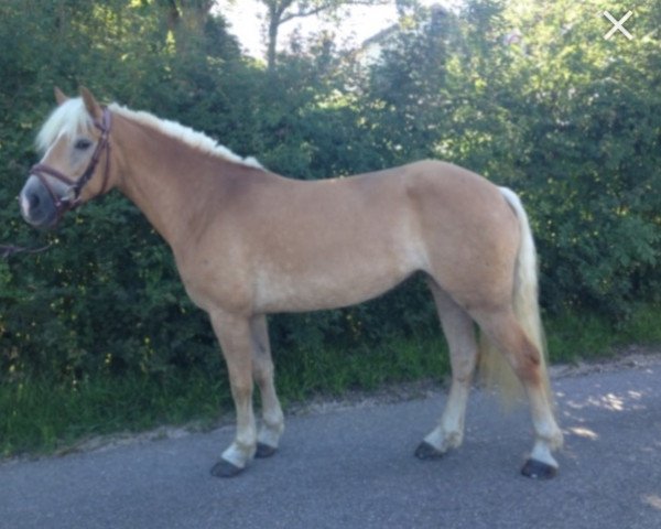 broodmare Ciria 2 (Haflinger, 2008, from Auretanius)