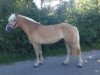 broodmare Ciria 2 (Haflinger, 2008, from Auretanius)