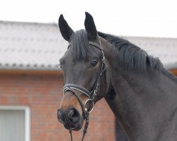 broodmare Siena Floreana (Oldenburg, 2005, from Florencio I)