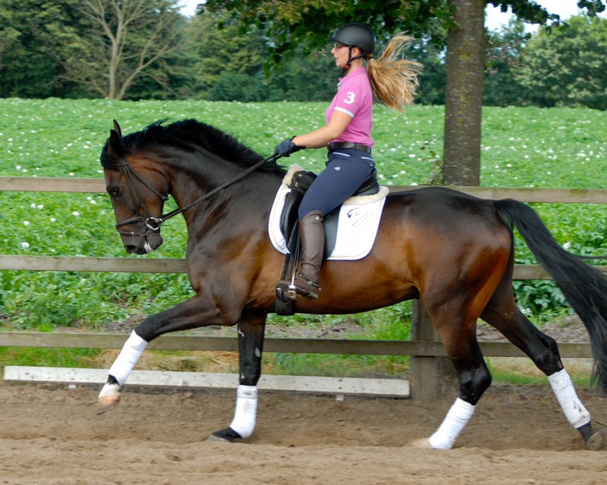 Dressurpferd Delizio L (Oldenburger, 2011, von Don Gregory)