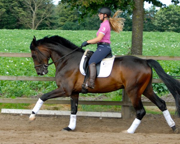 dressage horse Delizio L (Oldenburg, 2011, from Don Gregory)