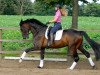 dressage horse Delizio L (Oldenburg, 2011, from Don Gregory)