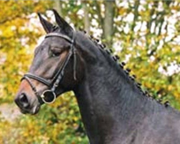 stallion Sidney Bay (Trakehner, 2007, from Axis TSF)