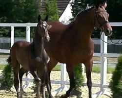 broodmare Casablanca (Oldenburg, 2003, from Sandro Hit)