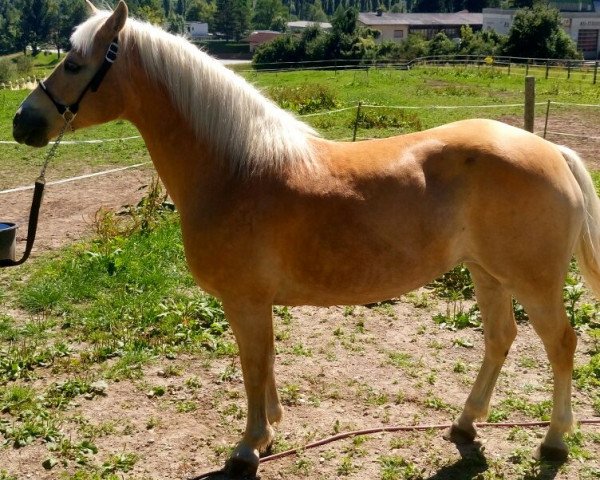 Pferd Leony (Haflinger, 2003, von liz. 264/T Steinfeder)