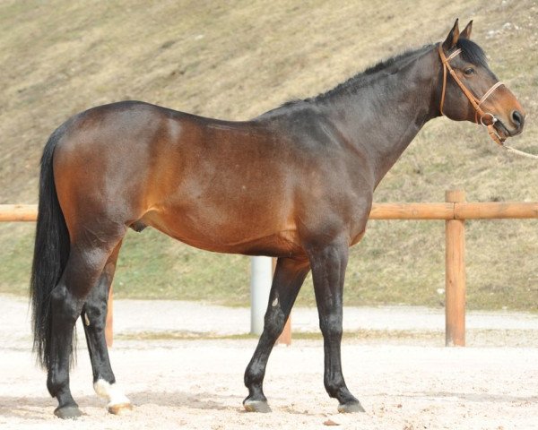 stallion Negus de Talma (Selle Français, 2001, from Quick Star)