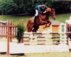 Zuchtstute Barcarole de Sivry (Selle Français, 1989, von Nidor Platière)