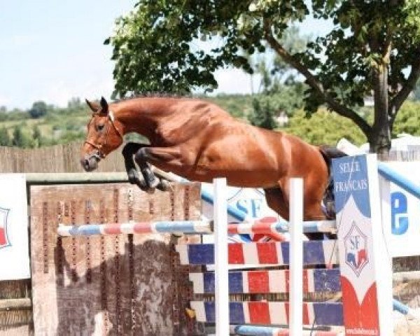 horse Mephisto de Talma (Selle Français, 2000, from Royal Feu)