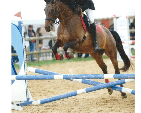 dressage horse Lili Vendetta (Oldenburg,  )