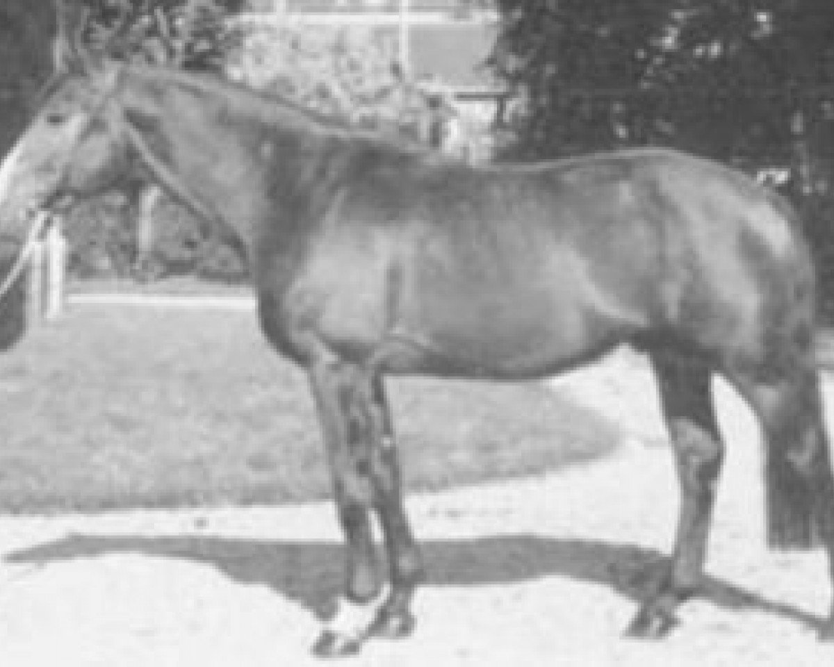 stallion Fragile (Selle Français, 1971, from Amour du Bois)