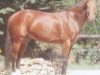 stallion Bacus de Nouvolieu (Selle Français, 1989, from Quat'Sous)