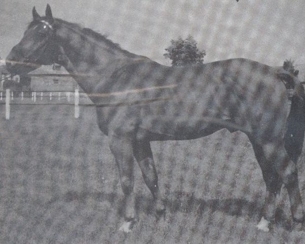 stallion Goldlack II (Hanoverian, 1969, from Goldfalk)