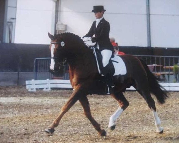 stallion Gatun (Zweibrücken, 1989, from Genf)