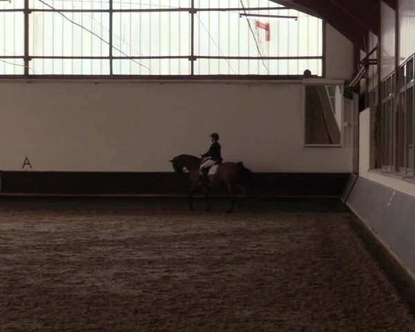 Reitturnier Albersloh 2019
