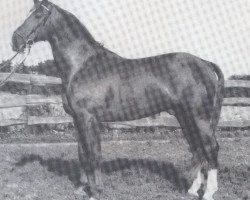 stallion Falcon (Zweibrücken, 1975, from Fuerst Agram)