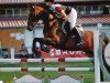 jumper Regia 3 (Polish Warmblood, 2004, from Las Minas)