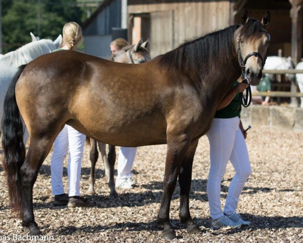 broodmare Limited Edition´s Remember Me (Connemara Pony, 2008, from Gonzales)