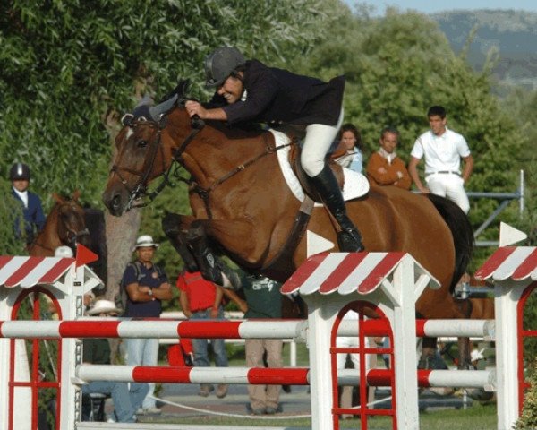 horse Joy de Talma (Selle Français, 1997, from Nidor Platière)