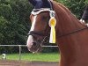 dressage horse Lucky Louis 5 (Bavarian, 2007, from Heslegards Louis)