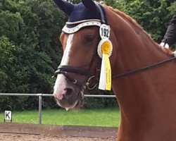 dressage horse Lucky Louis 5 (Bavarian, 2007, from Heslegards Louis)