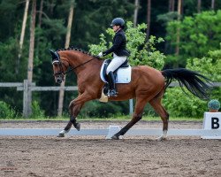 dressage horse Aqioni (Rhinelander, 2003, from Aquilino)