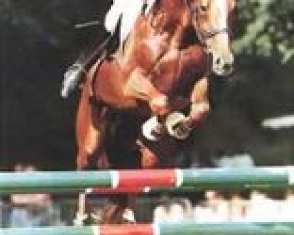 stallion Quercy des Sarthes (Selle Français, 1982, from Laudanum xx)