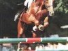 stallion Quercy des Sarthes (Selle Français, 1982, from Laudanum xx)