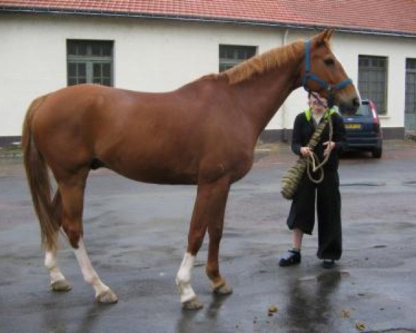 horse Harlem de Talma (Selle Français, 1995, from Quercy des Sarthes)