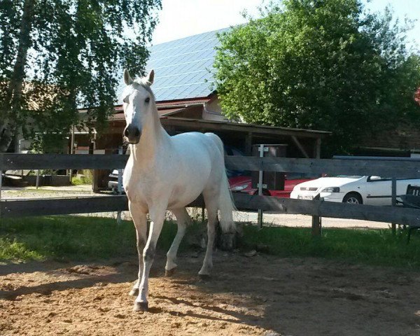 dressage horse Luke (Hungarian Warmblood, 2000)