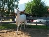 dressage horse Luke (Hungarian Warmblood, 2000)