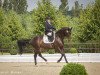 dressage horse Sally (Oldenburg, 2009, from Don Romantic)