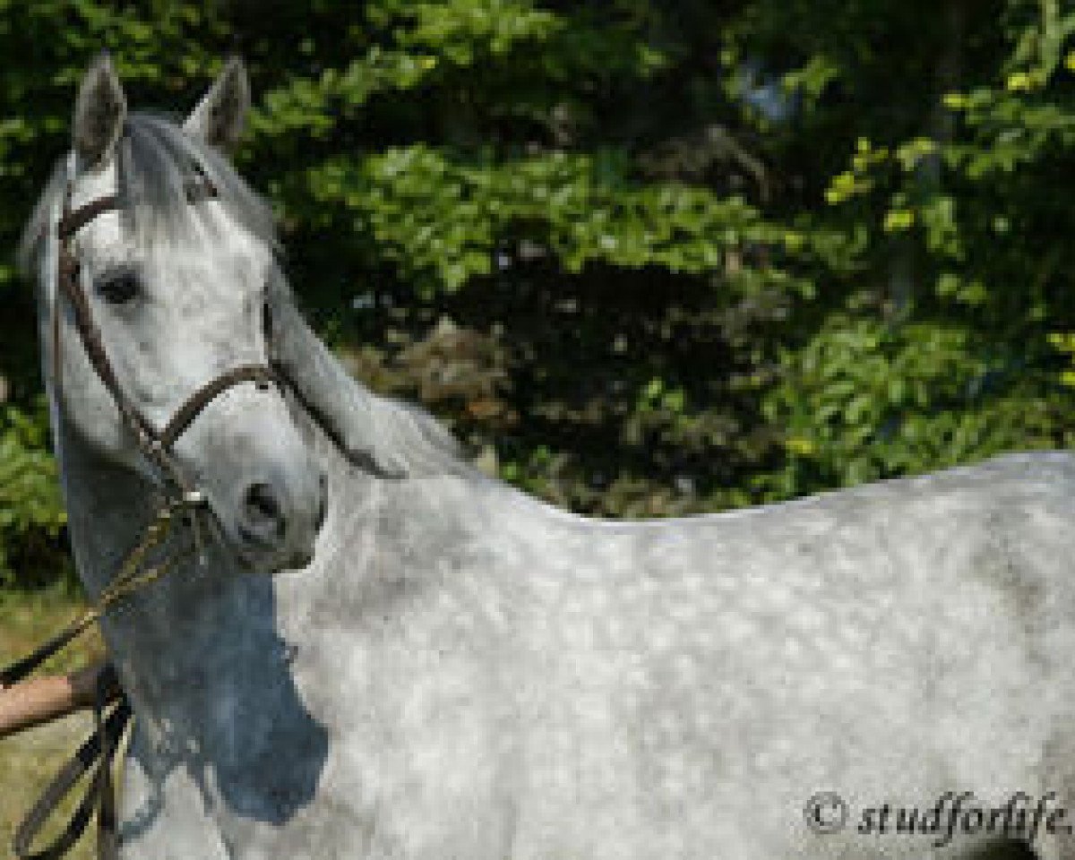 stallion Opium de Talma (Selle Français, 2002, from Carthago)