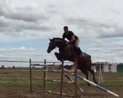 jumper Lui King (German Sport Horse, 2010, from Leo von Faelz)