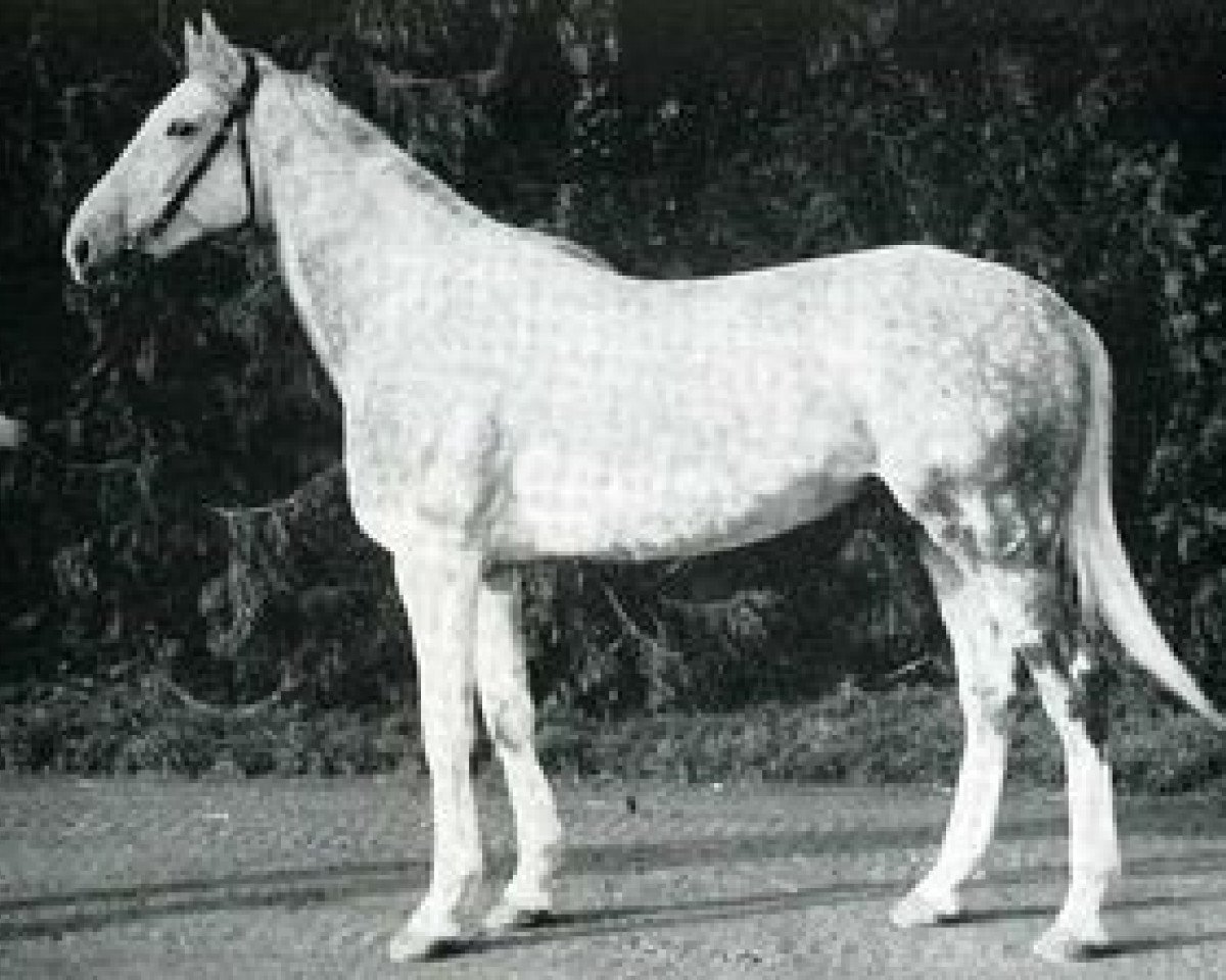 stallion Le Gel AA (Anglo-Arabs, 1968, from Dionysos II AA)