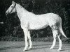 stallion Le Gel AA (Anglo-Arabs, 1968, from Dionysos II AA)