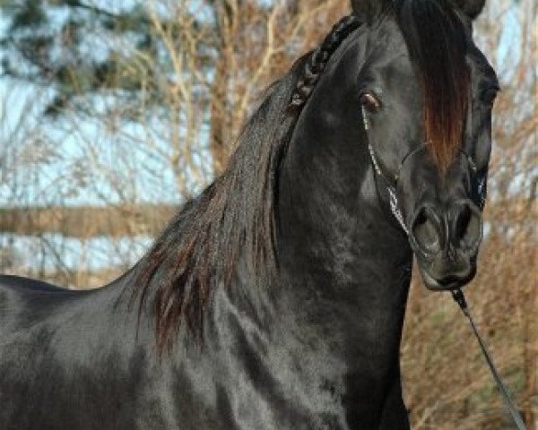 stallion PA Nafal Ibn Sharim ox (Arabian thoroughbred, 2003, from Pasha Sharim EAO)