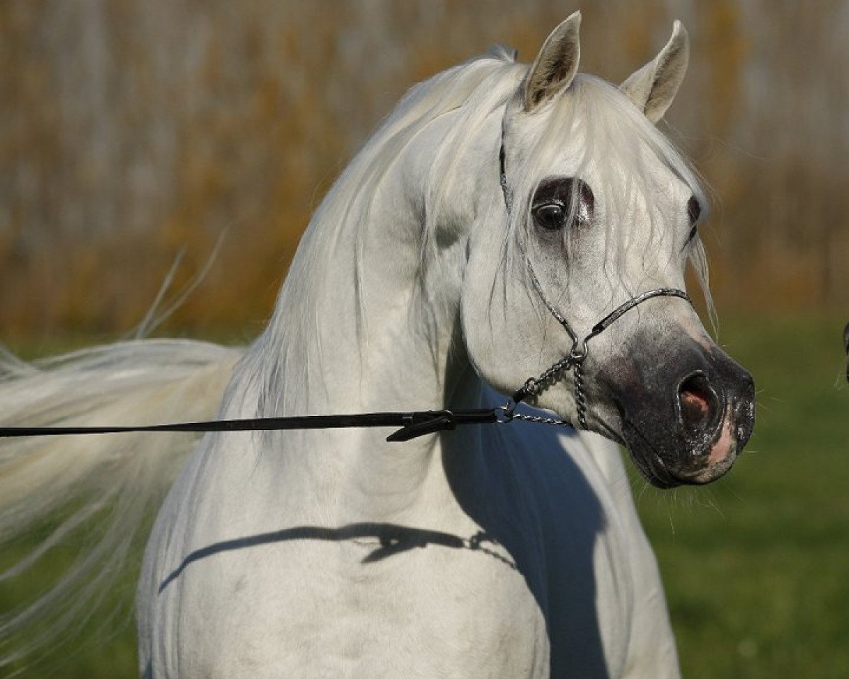 horse Sc Dagash ox (Arabian purebred, 2002, from Davidoff ox)