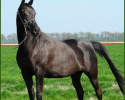 broodmare Virba Kossck ox (Arabian thoroughbred, 2004, from Pobeditel 1998 ox)