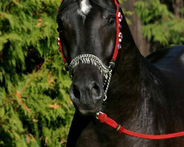 stallion Van Mail Kossack ox (Arabian thoroughbred, 2003, from Pobeditel 1998 ox)