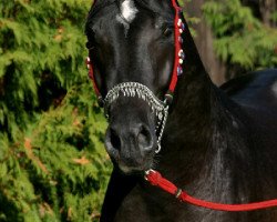 stallion Van Mail Kossack ox (Arabian thoroughbred, 2003, from Pobeditel 1998 ox)