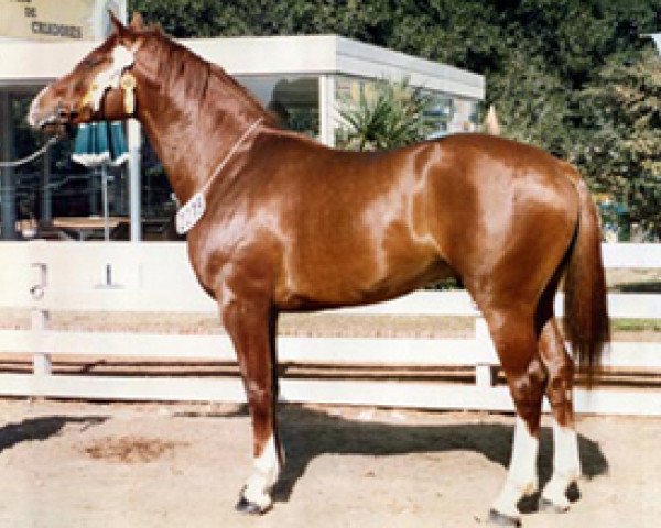 stallion Tatabra Legitimo (Argentinian horse, 1979, from Remon Gridi)