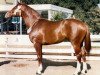 stallion Tatabra Legitimo (Argentinian horse, 1979, from Remon Gridi)