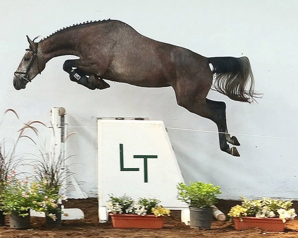 Springpferd Tatabra Dixie (Argentinisches Reitpferd, 2013, von Milano de Flore)