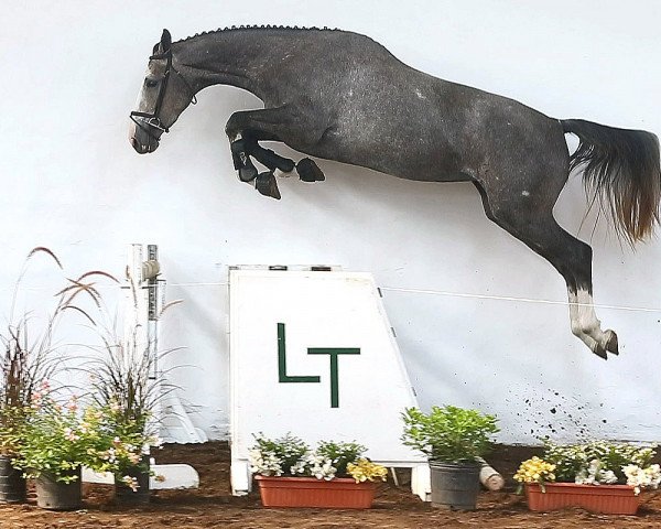 jumper Tatabra Citrus (Argentinian horse, 2012, from Milano de Flore)