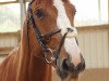 jumper Leo 552 (Oldenburg show jumper, 2007, from Lordanos)